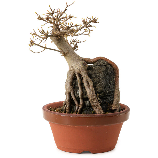 Acer buergerianum, 18 cm, ± 12 jaar oud