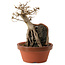 Acer buergerianum, 18 cm, ± 12 years old