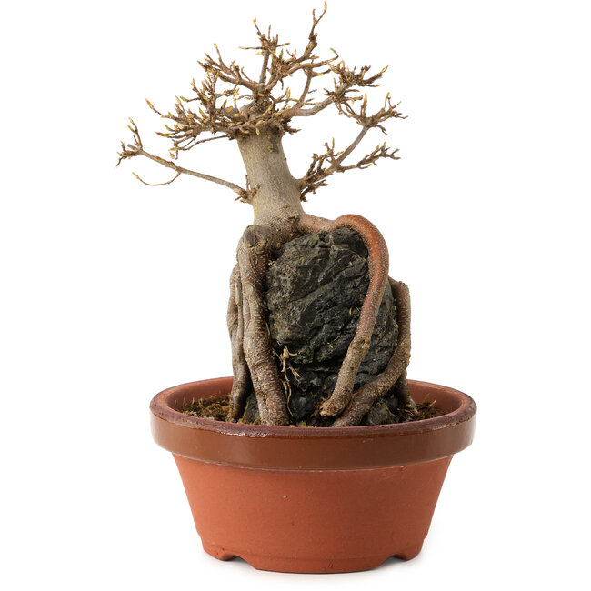 Acer buergerianum, 18 cm, ± 12 años