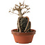 Acer buergerianum, 18 cm, ± 12 ans