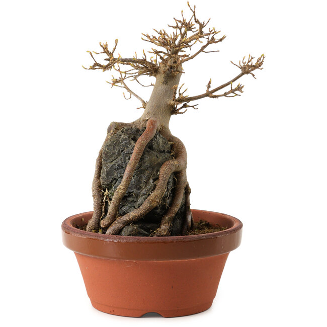 Acer buergerianum, 18 cm, ± 12 años
