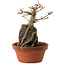 Acer buergerianum, 18 cm, ± 12 Jahre alt