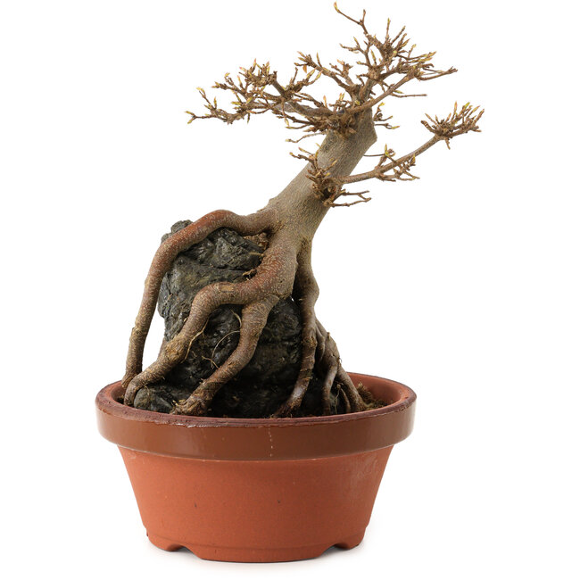 Acer buergerianum, 18 cm, ± 12 years old