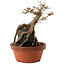 Acer buergerianum, 18 cm, ± 12 ans