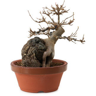 Acer buergerianum, 18 cm, ± 12 años