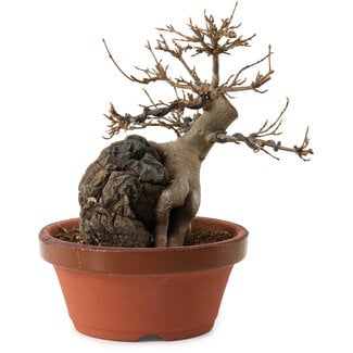Acer buergerianum, 18 cm, ± 12 Jahre alt