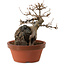Acer buergerianum, 18 cm, ± 12 years old