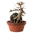 Acer buergerianum, 18 cm, ± 12 Jahre alt