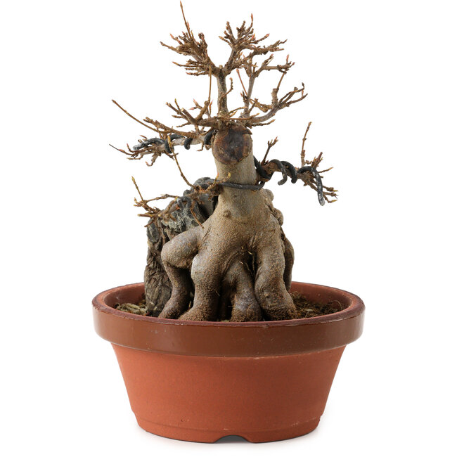 Acer buergerianum, 18 cm, ± 12 ans