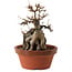 Acer buergerianum, 18 cm, ± 12 years old