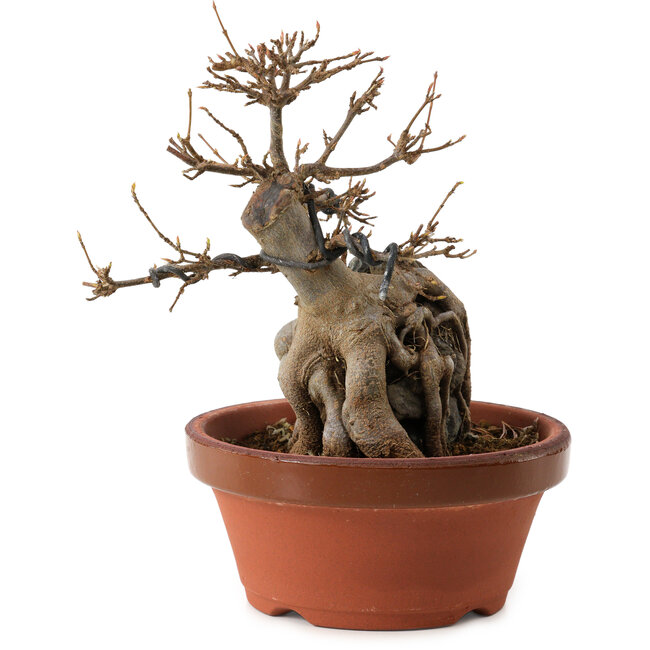 Acer buergerianum, 18 cm, ± 12 years old