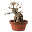 Acer buergerianum, 18 cm, ± 12 anni