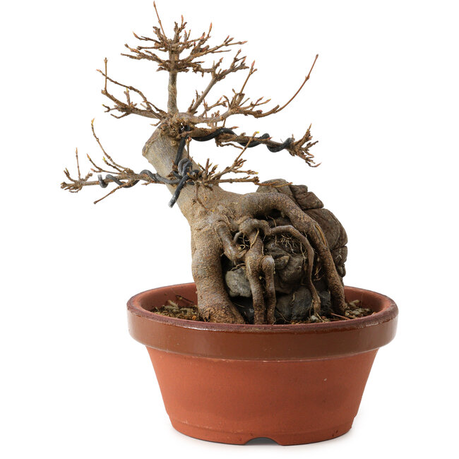 Acer buergerianum, 18 cm, ± 12 jaar oud