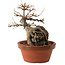 Acer buergerianum, 18 cm, ± 12 years old