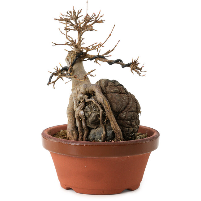 Acer buergerianum, 18 cm, ± 12 anni