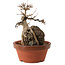 Acer buergerianum, 18 cm, ± 12 years old