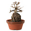 Acer buergerianum, 18 cm, ± 12 Jahre alt