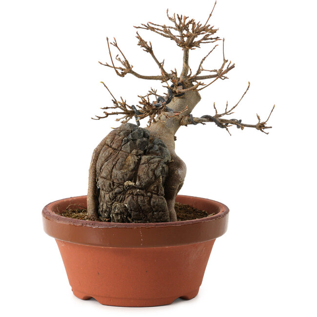 Acer buergerianum, 18 cm, ± 12 anni