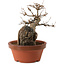 Acer buergerianum, 18 cm, ± 12 jaar oud