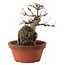 Acer buergerianum, 18 cm, ± 12 years old