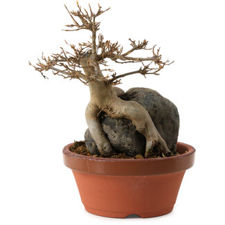 Acer buergerianum, 18 cm, ± 12 anni