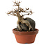 Acer buergerianum, 18 cm, ± 12 ans