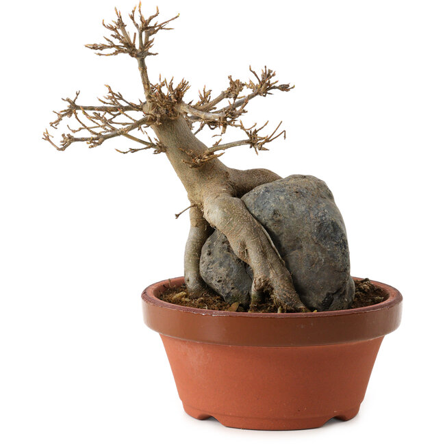 Acer buergerianum, 18 cm, ± 12 Jahre alt