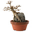 Acer buergerianum, 18 cm, ± 12 years old