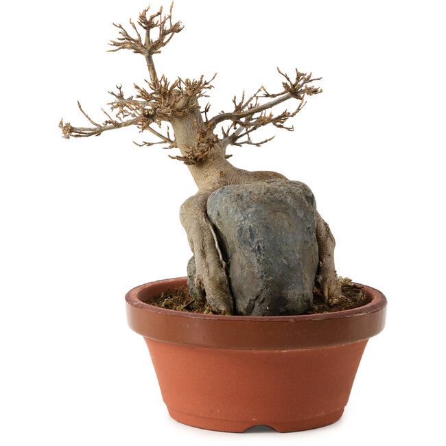 Acer buergerianum, 18 cm, ± 12 anni