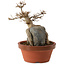 Acer buergerianum, 18 cm, ± 12 jaar oud
