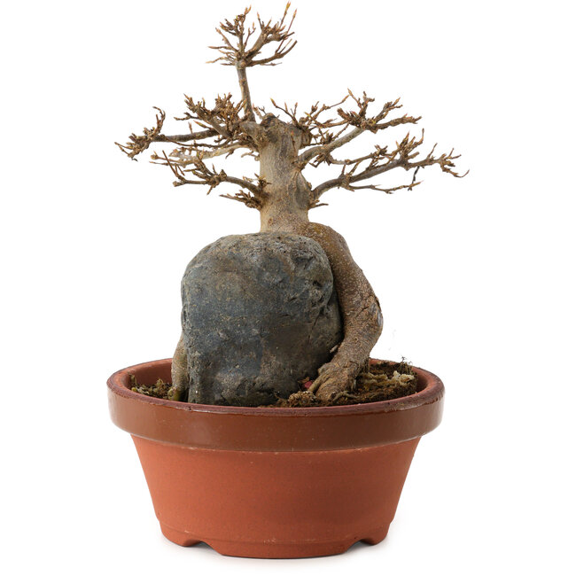 Acer buergerianum, 18 cm, ± 12 Jahre alt