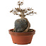 Acer buergerianum, 18 cm, ± 12 anni