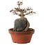 Acer buergerianum, 18 cm, ± 12 years old
