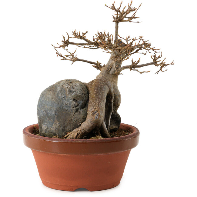 Acer buergerianum, 18 cm, ± 12 years old