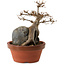 Acer buergerianum, 18 cm, ± 12 Jahre alt