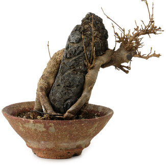 Acer buergerianum, 18 cm, ± 12 years old