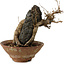 Acer buergerianum, 18 cm, ± 12 anni