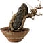 Acer buergerianum, 18 cm, ± 12 years old