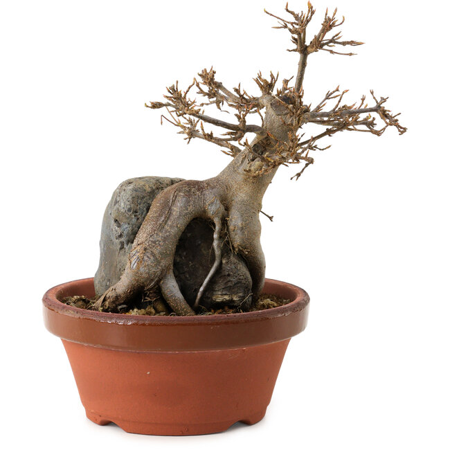 Acer buergerianum, 18 cm, ± 12 years old