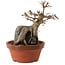 Acer buergerianum, 18 cm, ± 12 años