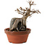 Acer buergerianum, 18 cm, ± 12 years old