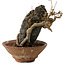 Acer buergerianum, 18 cm, ± 12 anni