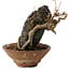 Acer buergerianum, 18 cm, ± 12 years old