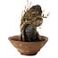 Acer buergerianum, 18 cm, ± 12 años