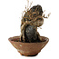 Acer buergerianum, 18 cm, ± 12 years old