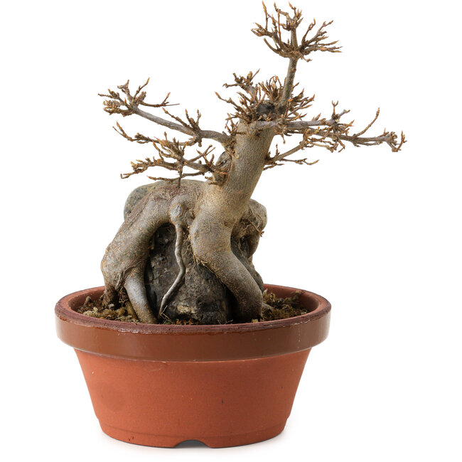 Acer buergerianum, 18 cm, ± 12 anni
