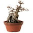 Acer buergerianum, 18 cm, ± 12 años