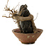 Acer buergerianum, 18 cm, ± 12 años