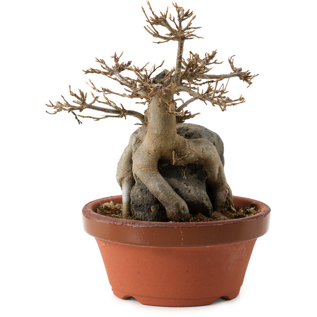 Acer buergerianum, 18 cm, ± 12 años