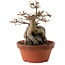 Acer buergerianum, 18 cm, ± 12 años